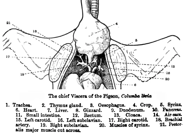 #7 A Reptile-Like But Hyper-Efficient Four-Chambered Heart (By PigeonAnatomy.png: Shipley, A. E.
derivative work: AshLin (talk), Public domain)