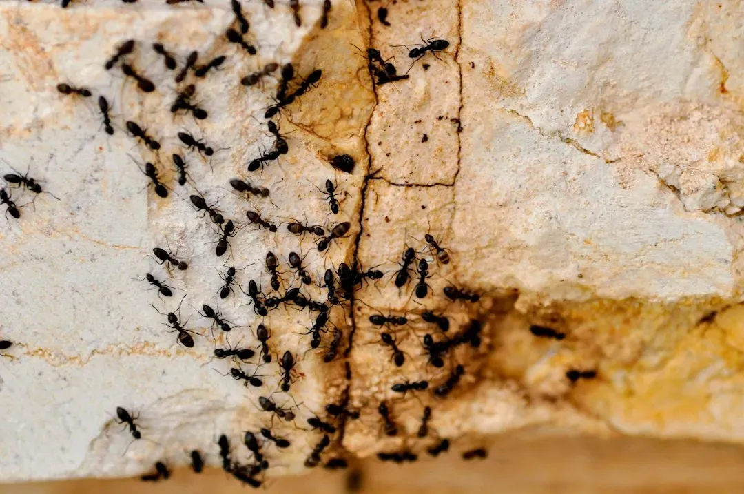 #4: Pests, Nests, and the Ecosystems Between Studs (Image Credits: Unsplash)