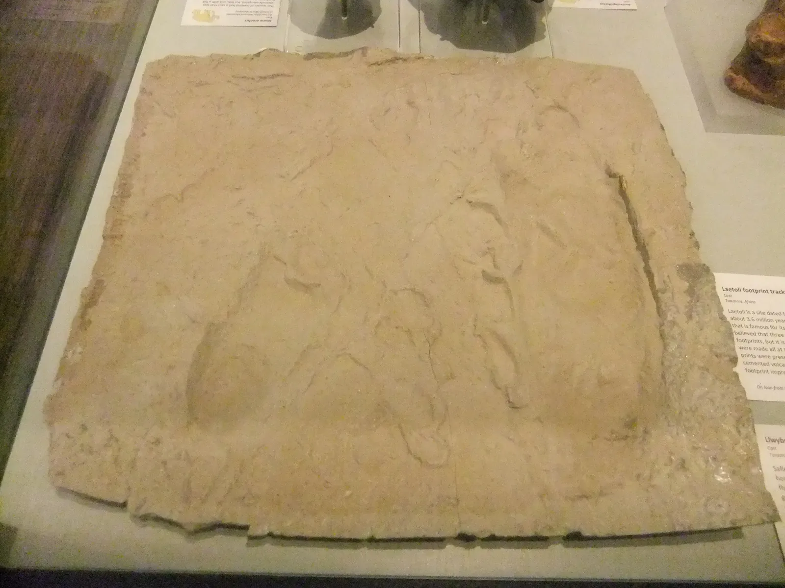 6. Tiktaalik's Cousin - The Laetoli Footprints: Evolution's Own Signature in Stone (By Rept0n1x, CC BY-SA 3.0)