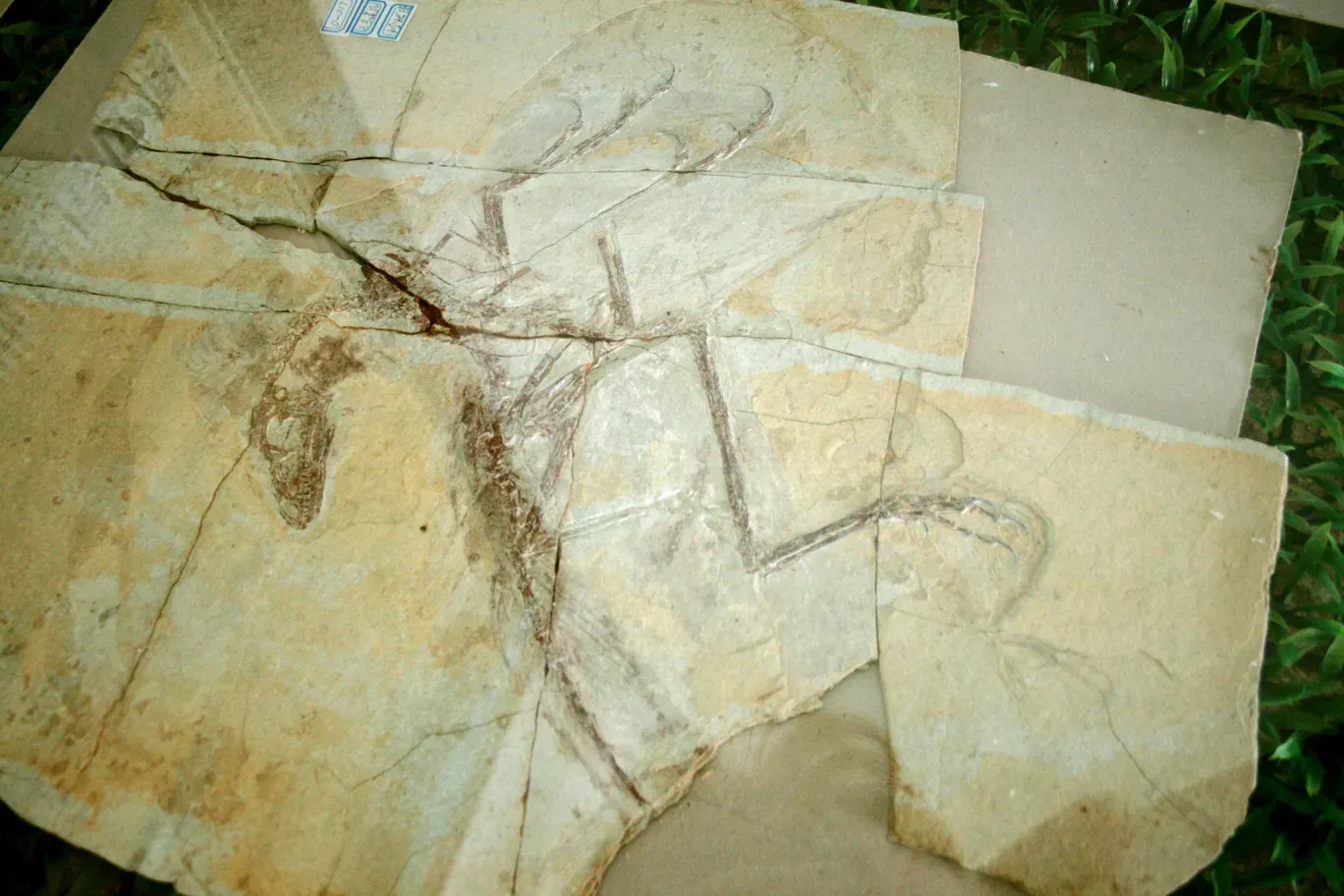 Unexpected Neighbors: Feathered, Tiny, and Totally Weird Dinosaurs (Feathered dinosaur: Shandong Tianyu Museum of NatureUploaded by FunkMonk, CC BY-SA 2.0)