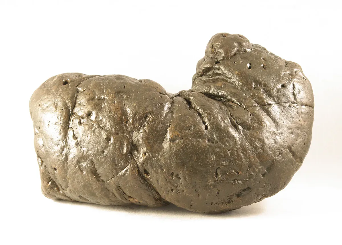 Beyond the Ew Factor: Why Prehistoric Poop Should Change How We See the Past (By Poozeum, CC BY-SA 4.0)