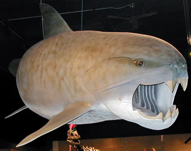 Dunkleosteus: The Armored Fish With a Self-Sharpening Bite (Image Credits: Wikimedia)