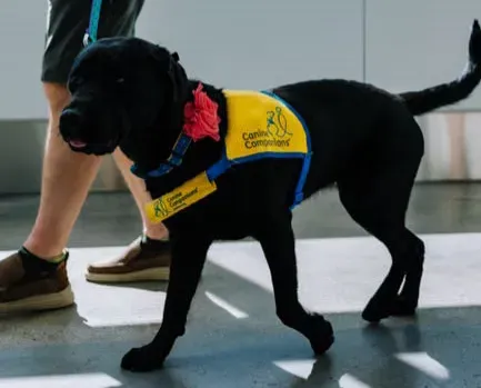 #8 - Dogs Smell Cancer Before Doctors Find It (Image Credits: Pexels)