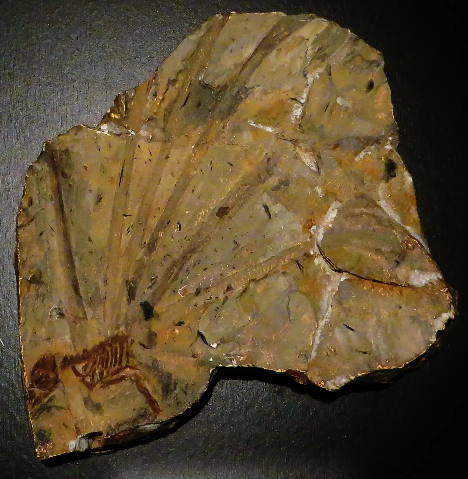 #15 - The Reptile With Feathers Before Feathers Existed (By Ghedoghedo, CC BY-SA 4.0)