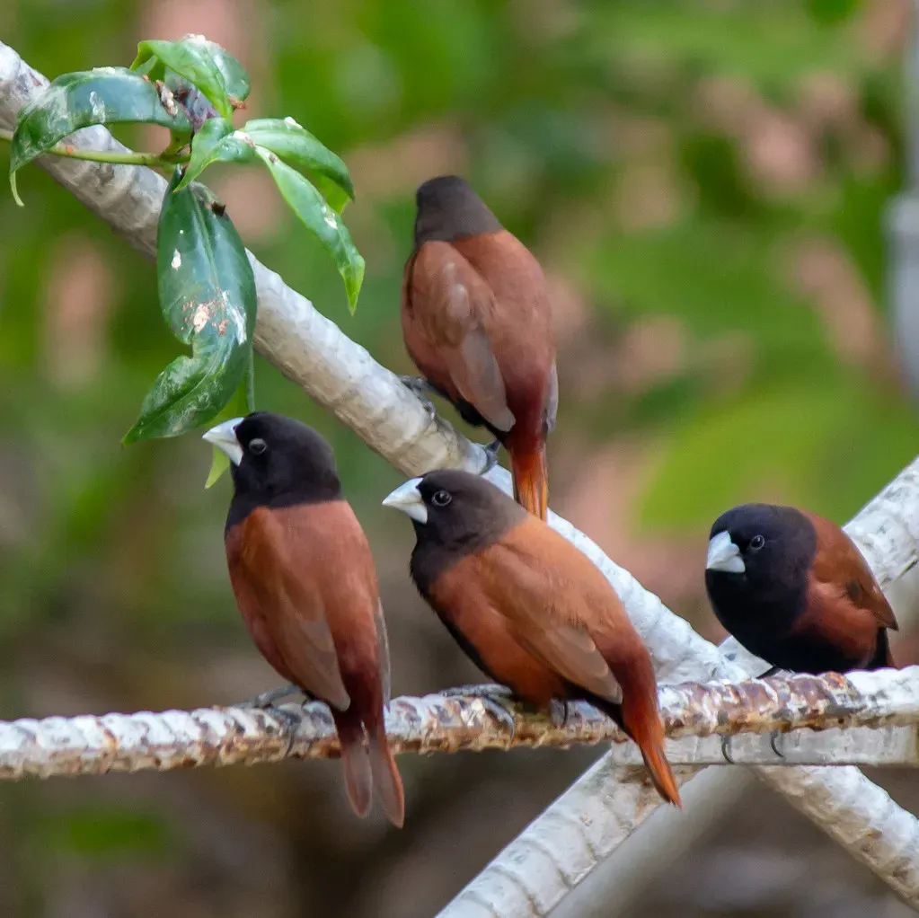 #8 The Behavior of Other Birds as Live “Information Beacons” (. Ray in Manila, Flickr, CC BY 2.0)