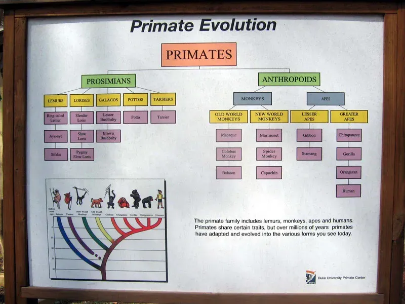 11. The Primate Family Tree Exploded in Diversity Almost Immediately After the Extinction (blinkbyblink, Flickr, CC BY 2.0)