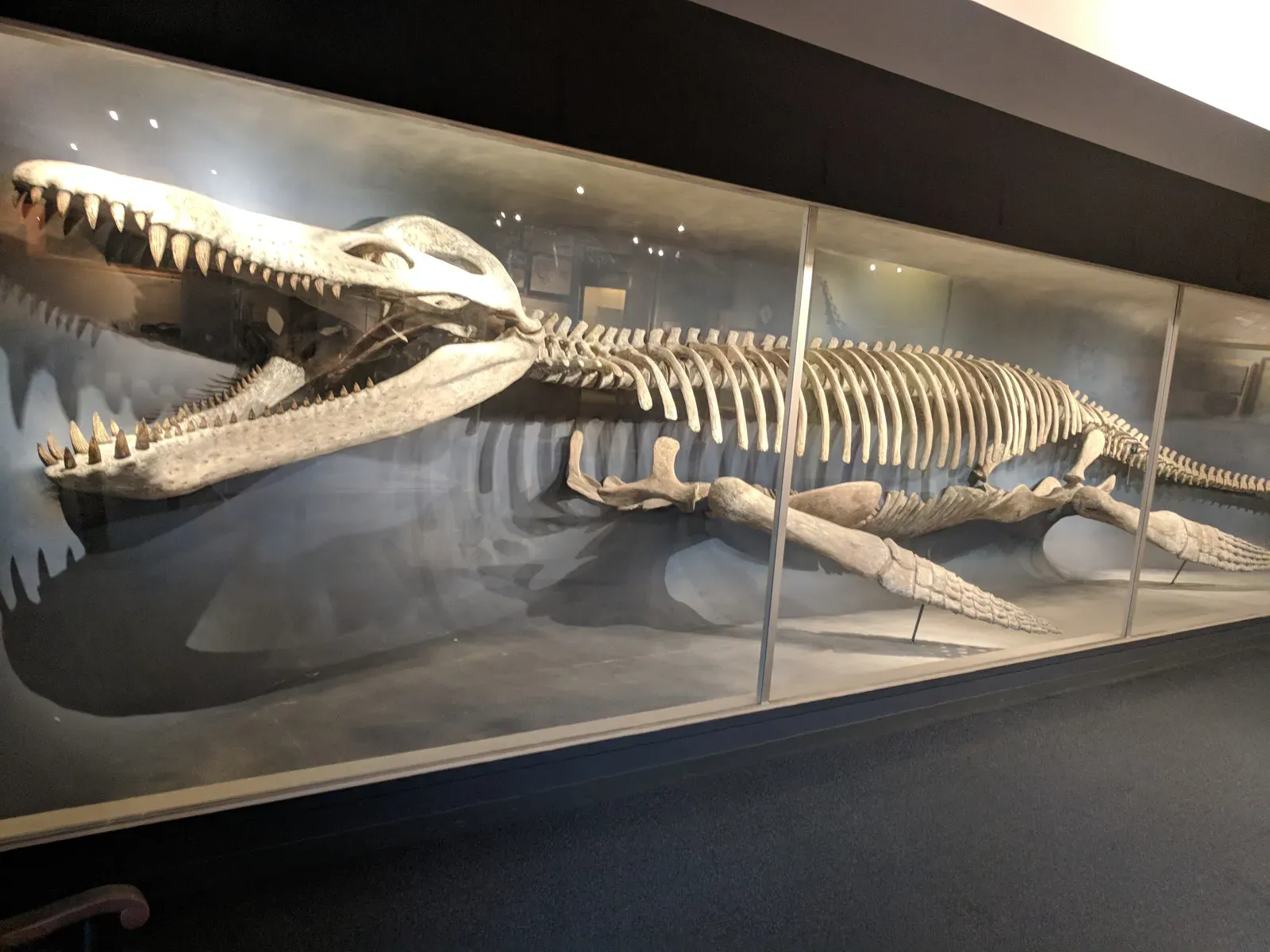 When Ancient Peoples Stumbled Over Fossilized Bones (By Kurt Kaiser, CC0)