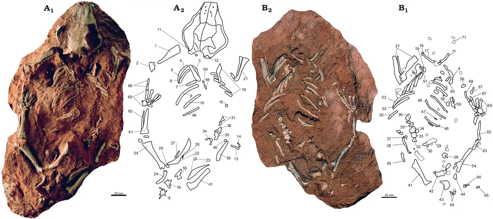 5. Multituberculates (Filikomys primaevus): The Social Survivors (By Jørn H. Hurum and Zofia Kielan-Jaworowska, CC BY 2.0)