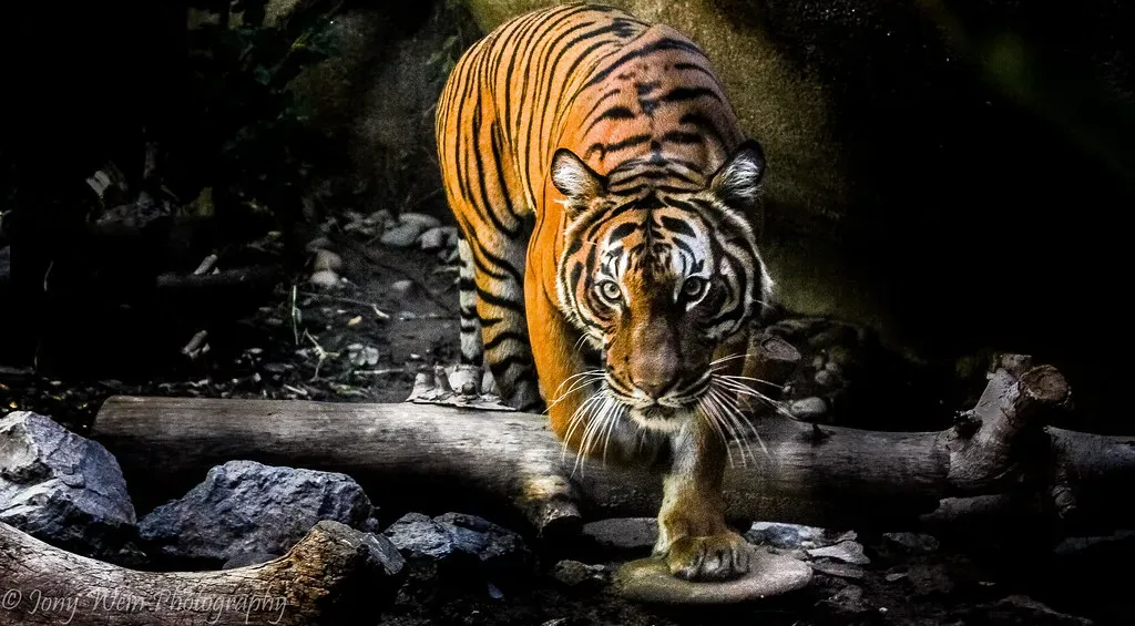 The Tiger: Raw Power and Personal Transformation (Image Credits: Flickr)