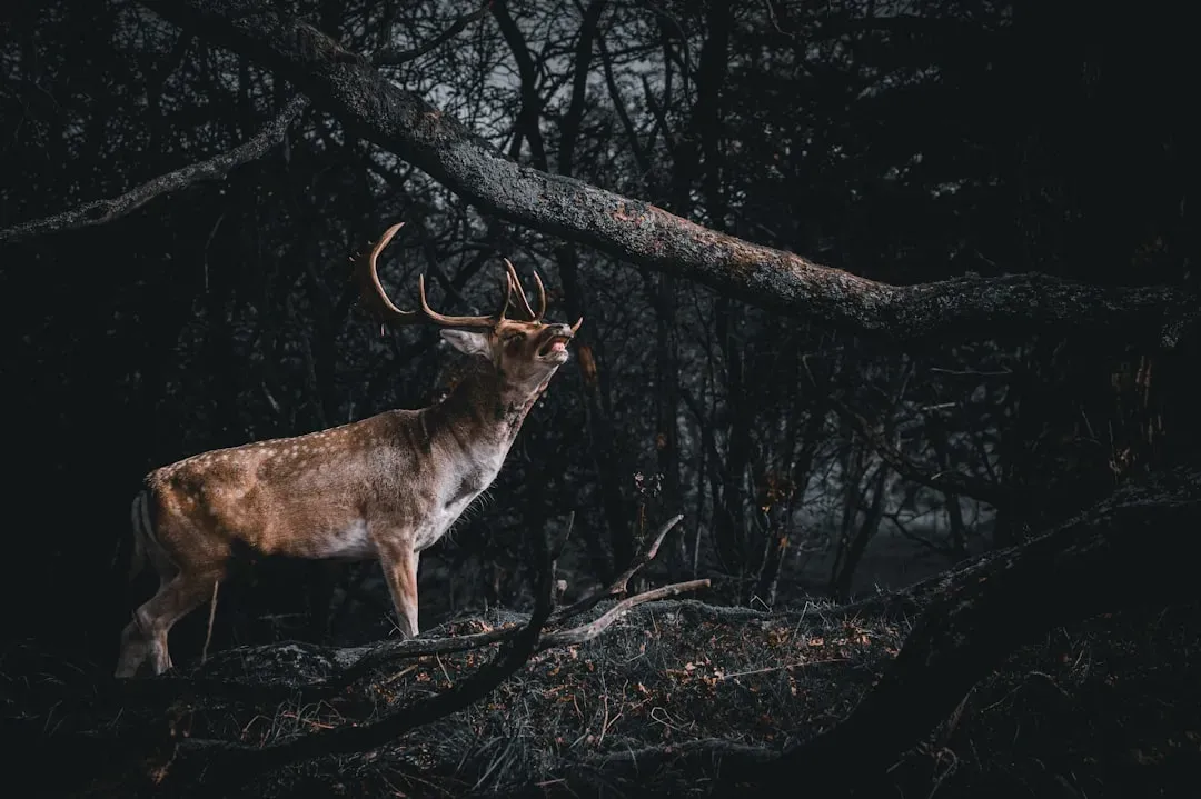 The forest soundscape: animals broadcast danger with silence (Image Credits: Unsplash)