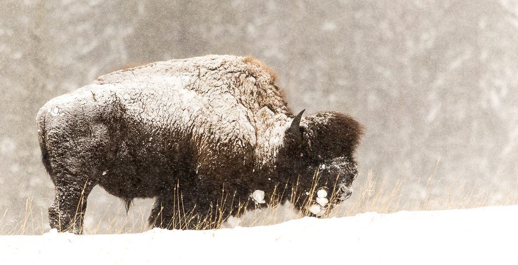 Unwavering Strength in Adversity (Image Credits: Flickr)