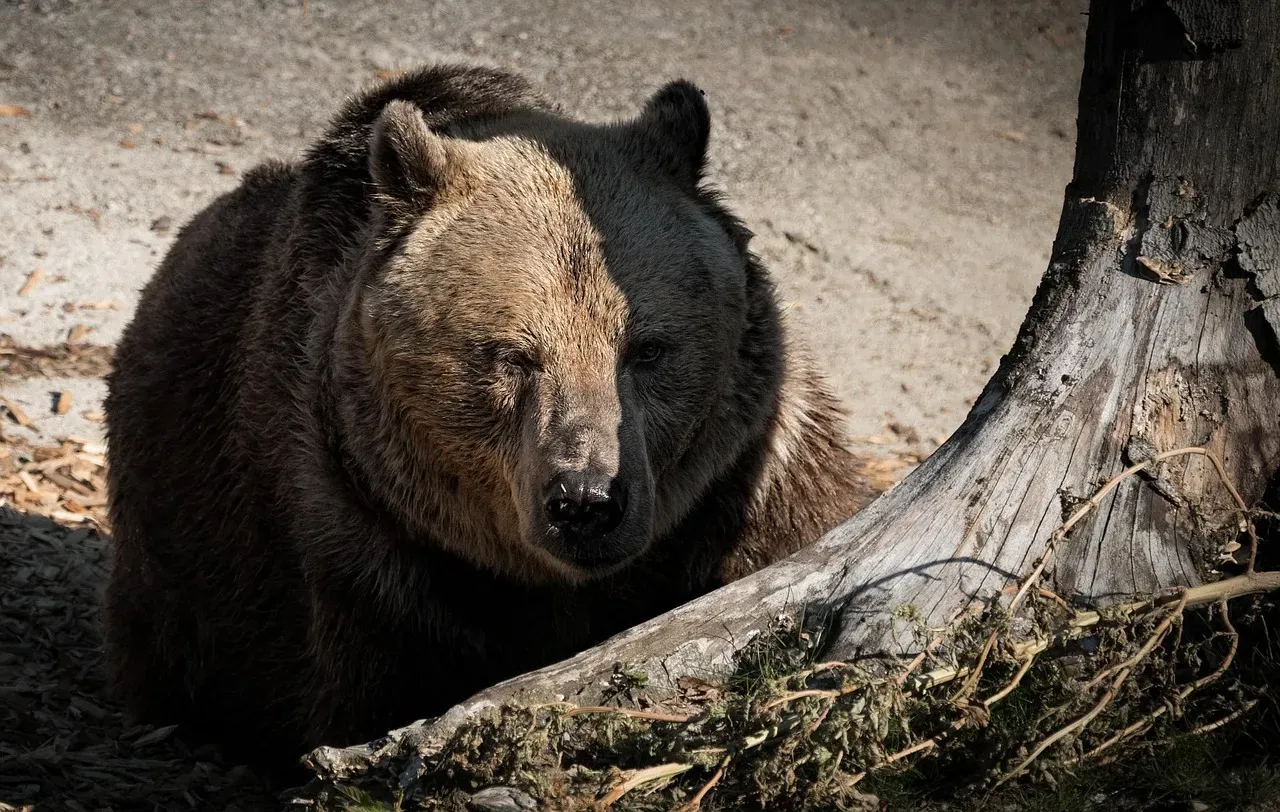 Bear Medicine and the Strength of Solitude (Image Credits: Pixabay)