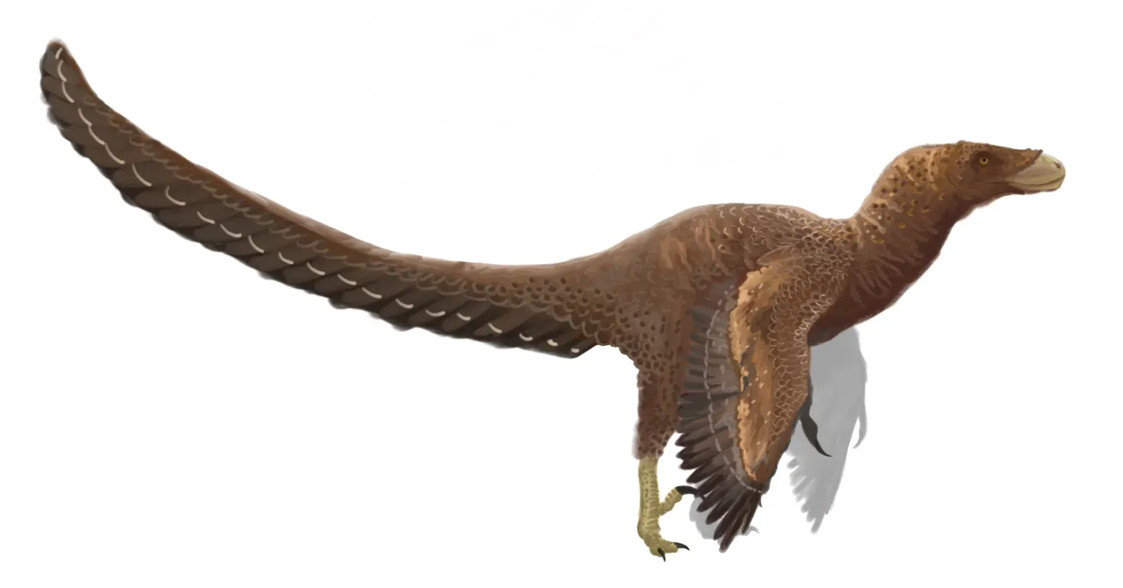 Gemini – Bambiraptor, the Curious Quick-Thinker (By PaleoEquii, CC BY-SA 4.0)