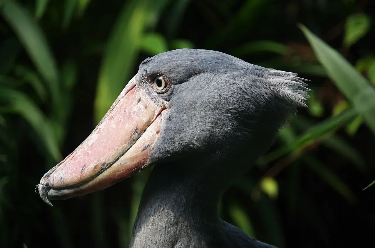 The Bird Clue: How One Dinosaur Line Actually Did Survive (Image Credits: Pixabay)