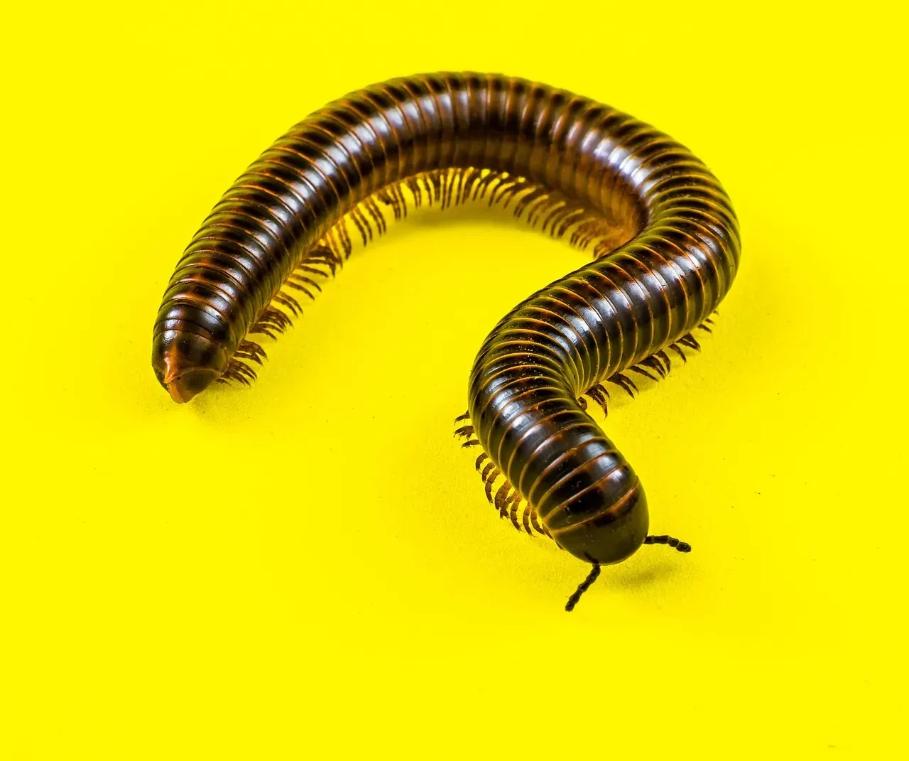 #7 - Millipedes (The Gentle Decomposers) (Image Credits: Pixabay)