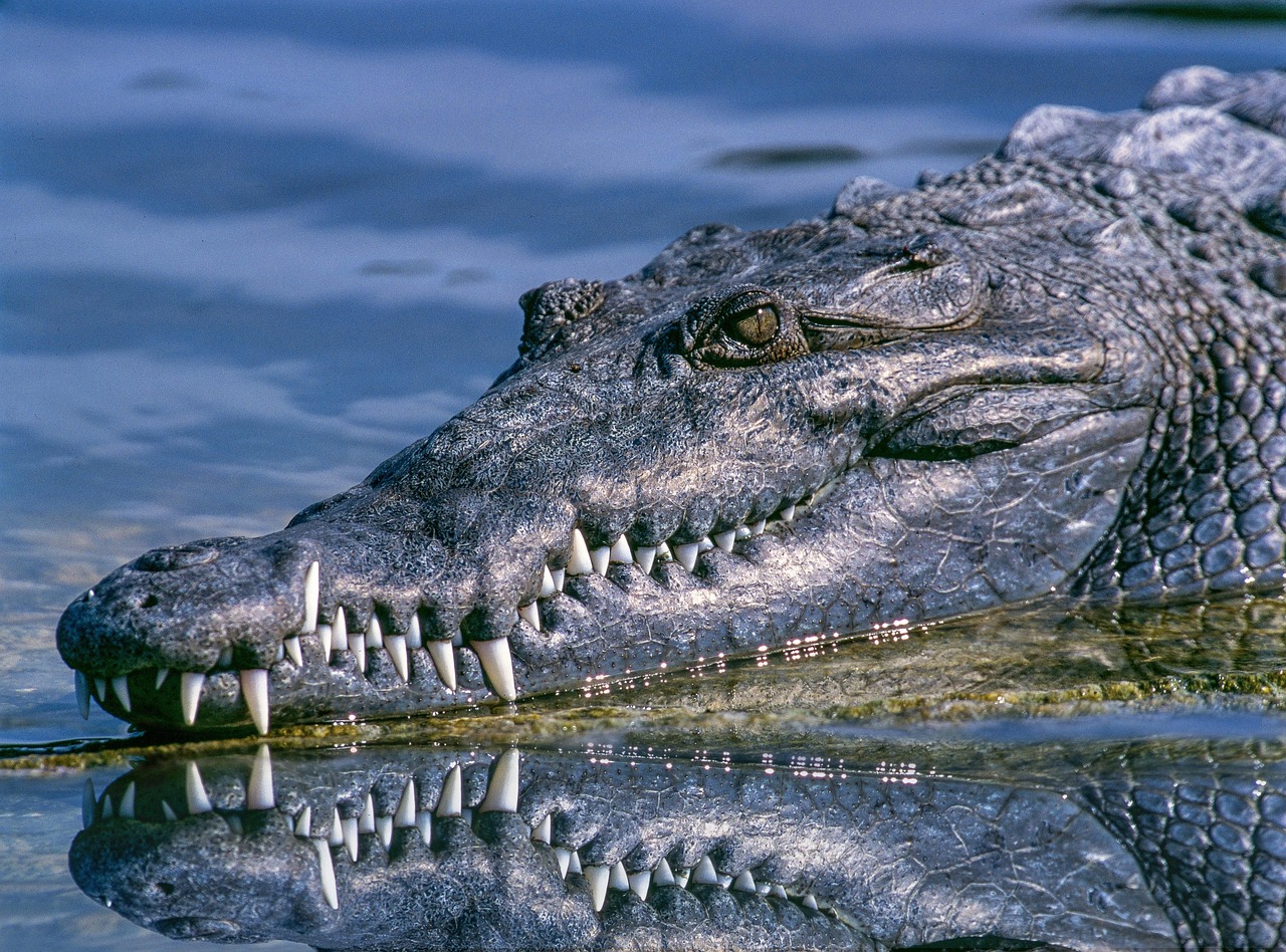 What crocodile intelligence actually looks like (Image Credits: Pixabay)