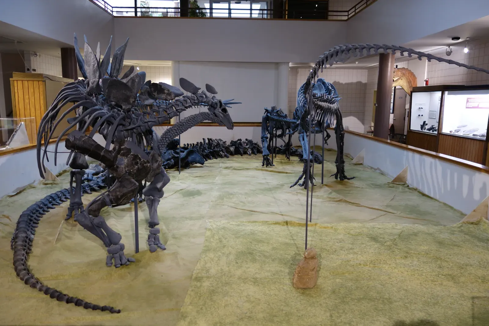 Display Structures for Mating and Intimidation (Image Credits: Wikimedia)