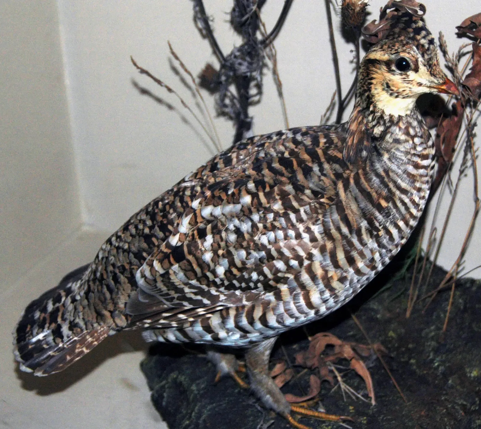 #5 - The Heath Hen That Outlived Its Own Exhibit Case (Tympanuchus cupido cupido (heath hen), CC BY 2.0)