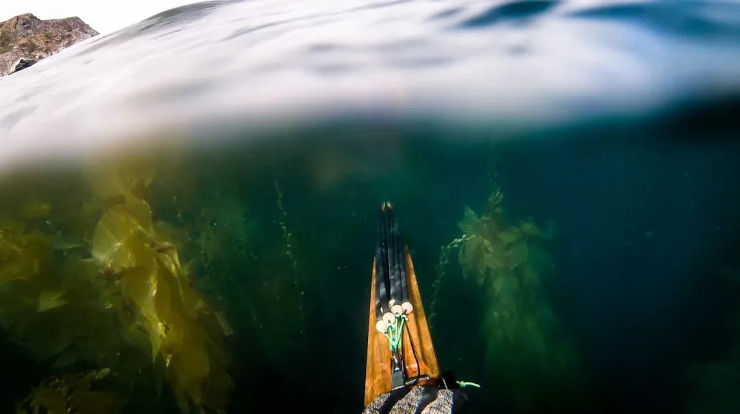 The Coastal Route: Paddling Down the Kelp Highway (Image Credits: Unsplash)