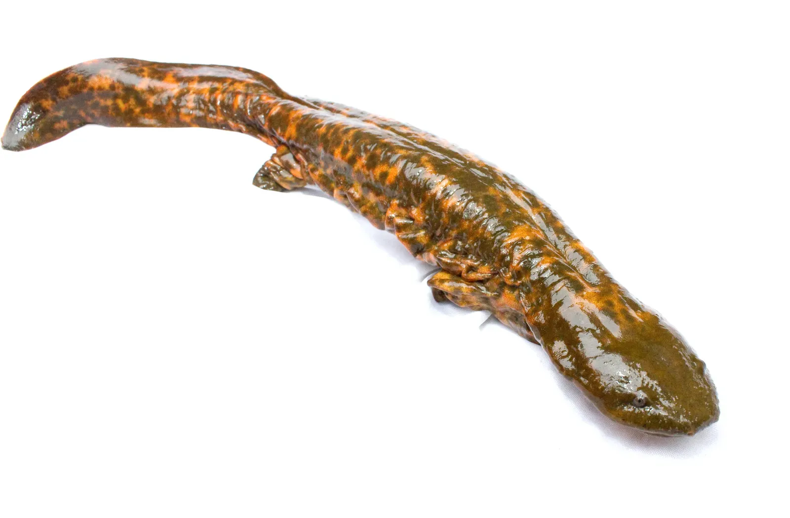 Hellbender Salamander: The Cryptic Aquatic Relic (Image Credits: Wikimedia)