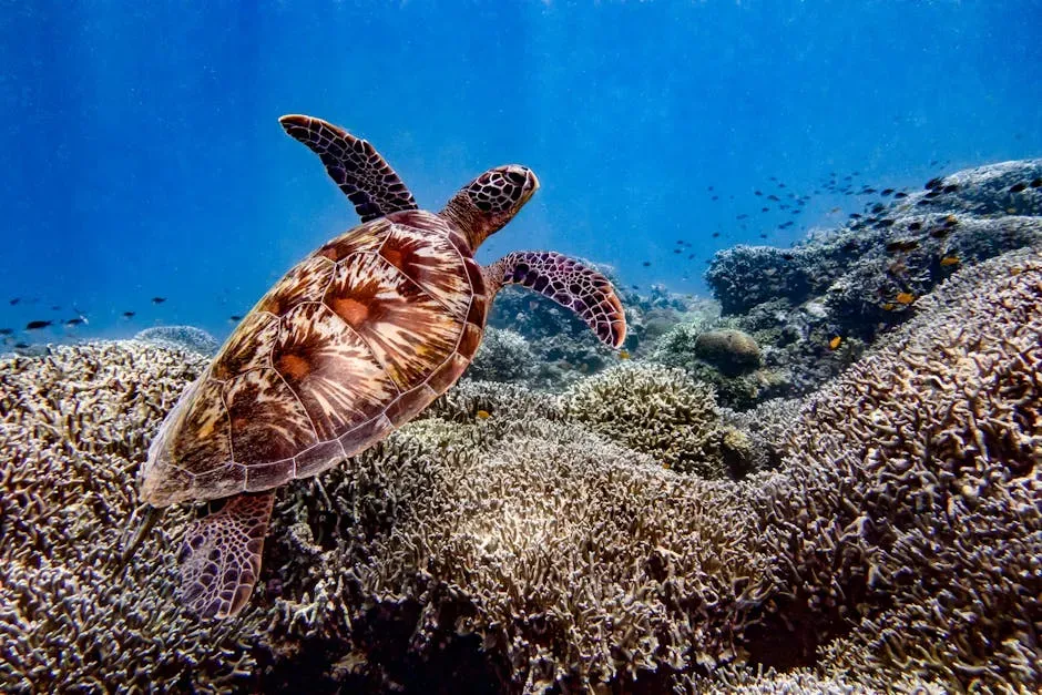 Cancer – The Protective Sea Turtle (Image Credits: Pexels)