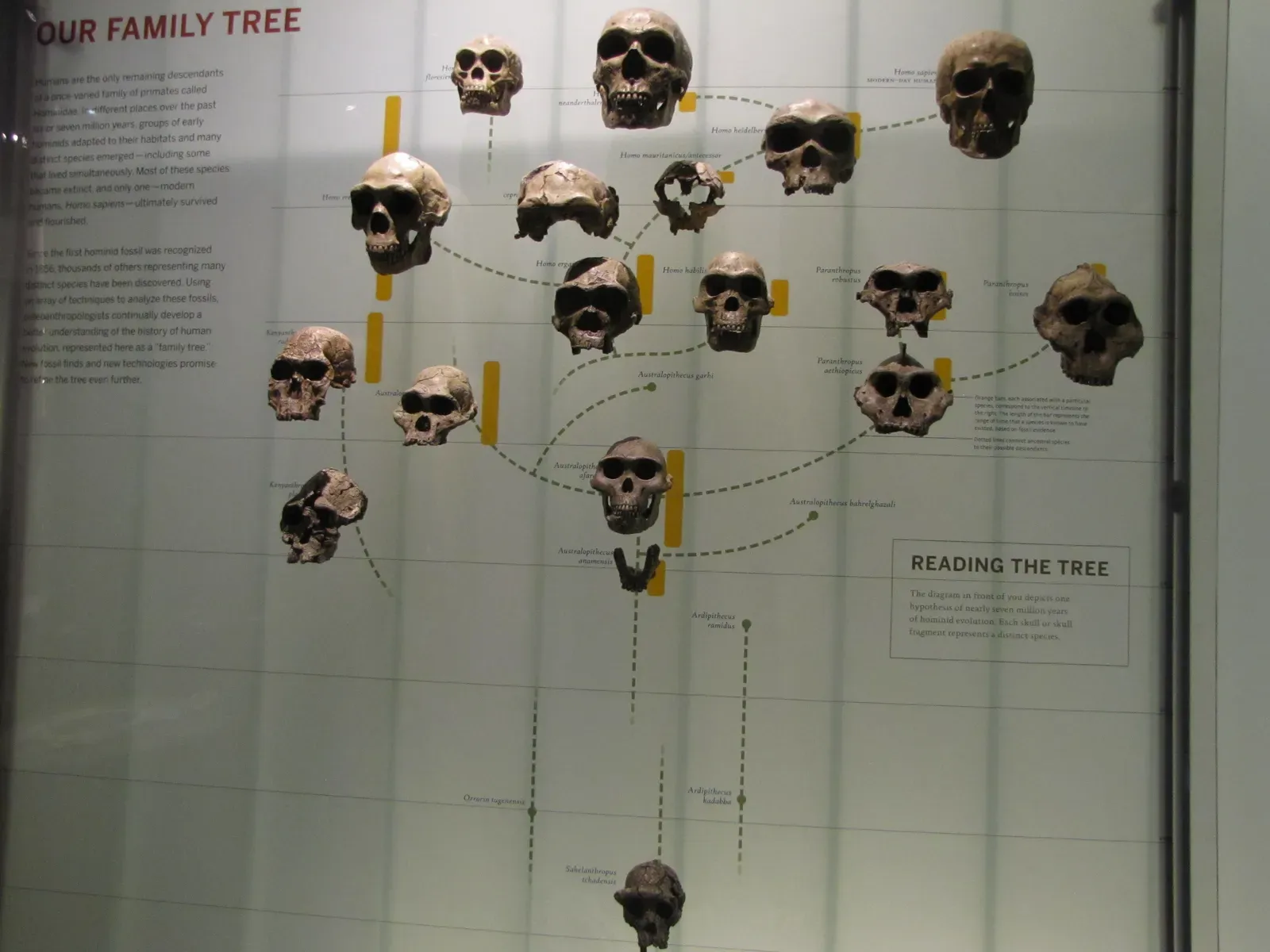 8. The Hominid Skull Series: A Journey Written in Bone (By Cathrotterdam, CC BY-SA 4.0)