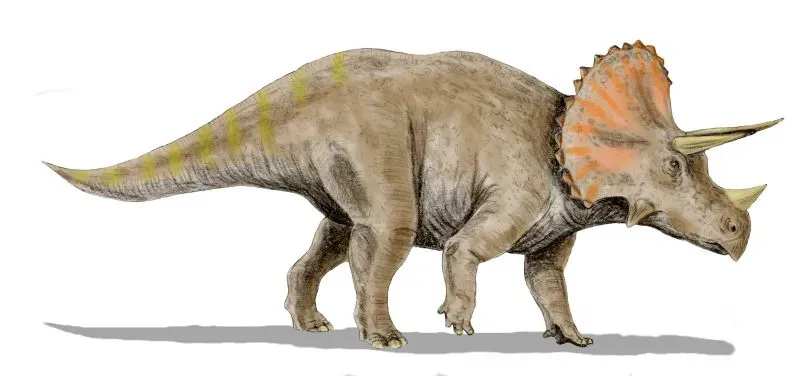 Triceratops: The Three-Horned Tank That Refused to Quit (Image Credits: Wikimedia)
