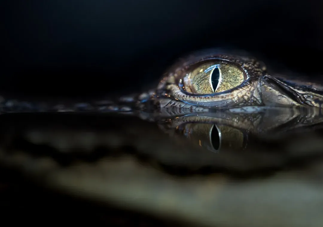 #12 - Alligators Do Not Have Bad Eyesight (Image Credits: Unsplash)
