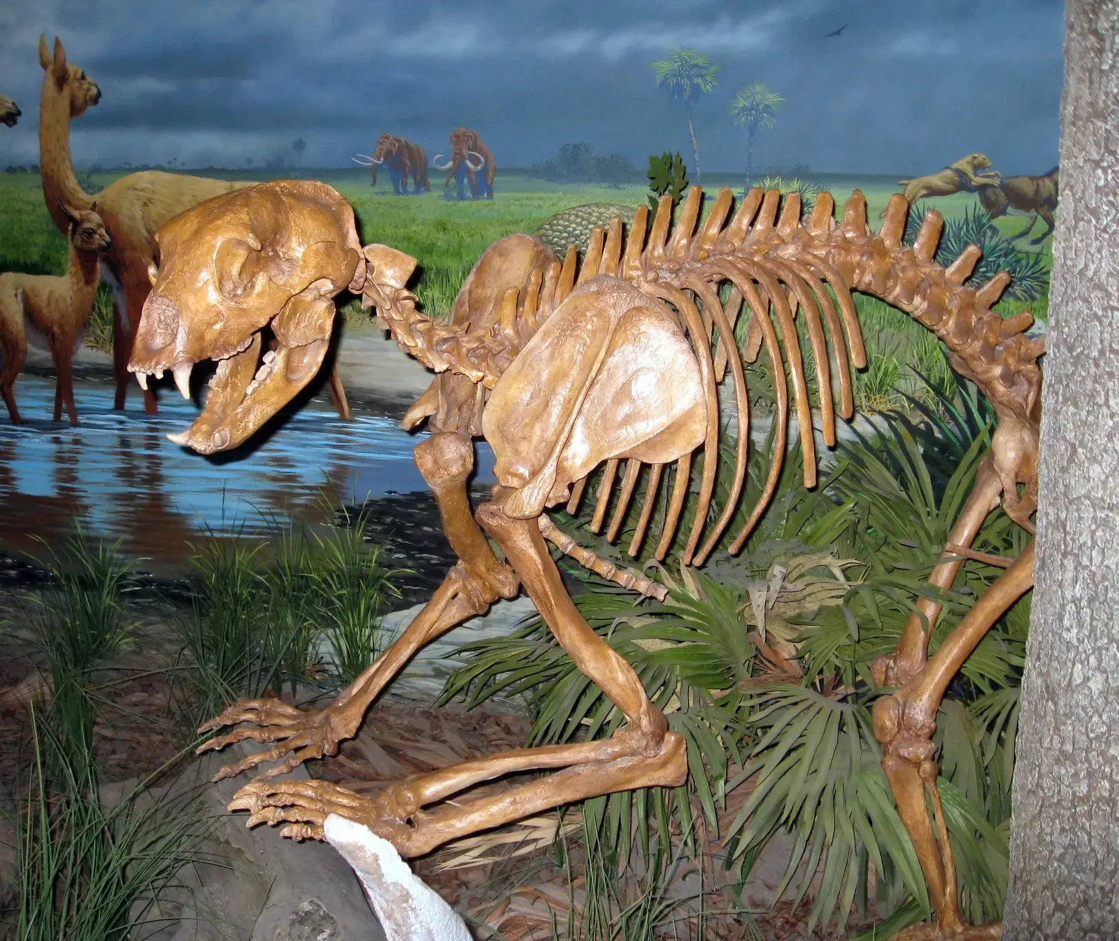 #6 - Those Famous Long Legs Were Sprinting Machines (Flickr: Bradenton - South Florida Museum - Animal Skeleton, CC BY 2.0)