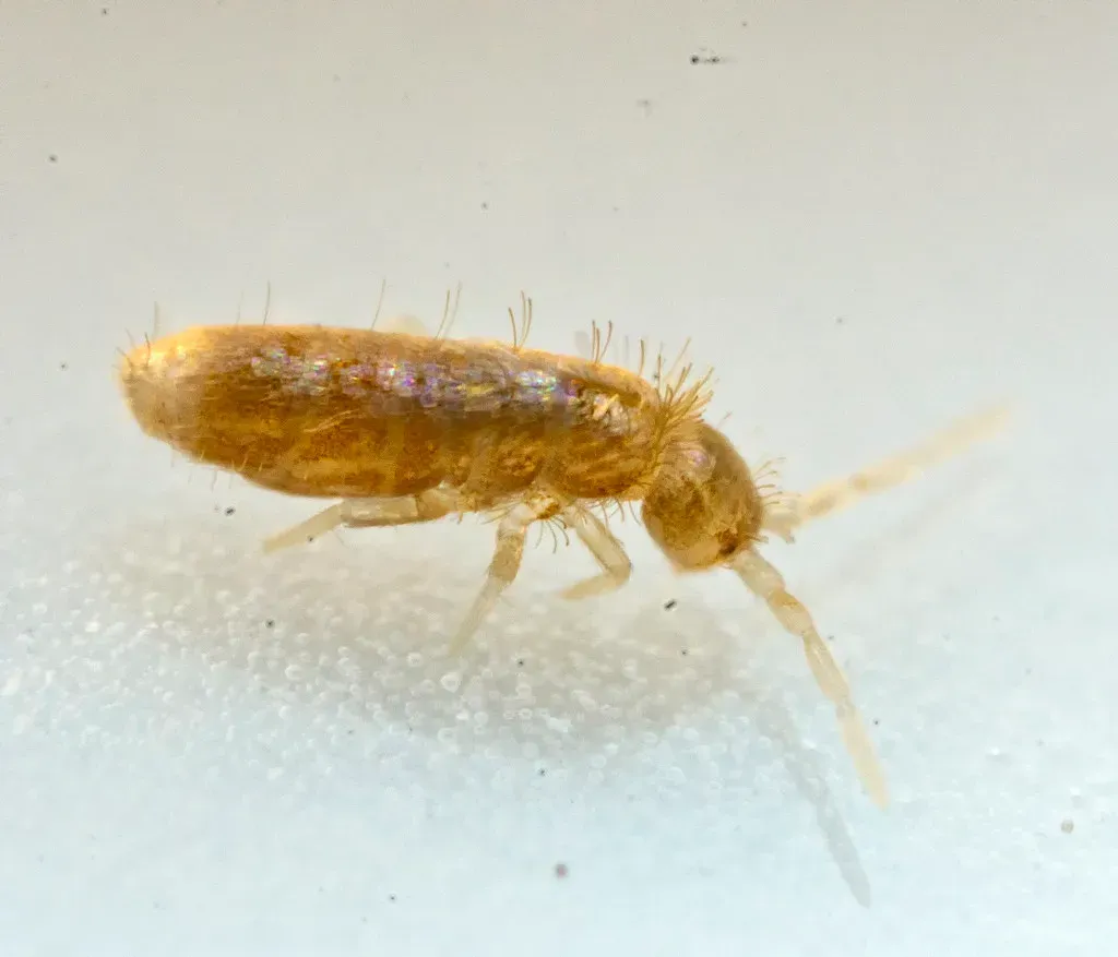 #11 - Springtails (The Nearly Invisible Majority) (AJC1, Flickr, CC BY-SA 2.0)