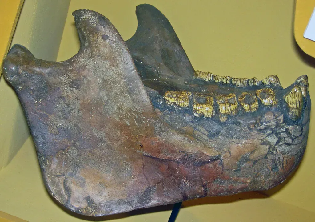 3. We Know It Almost Entirely from Teeth and Jaws (James St. John, Flickr, CC BY 2.0)