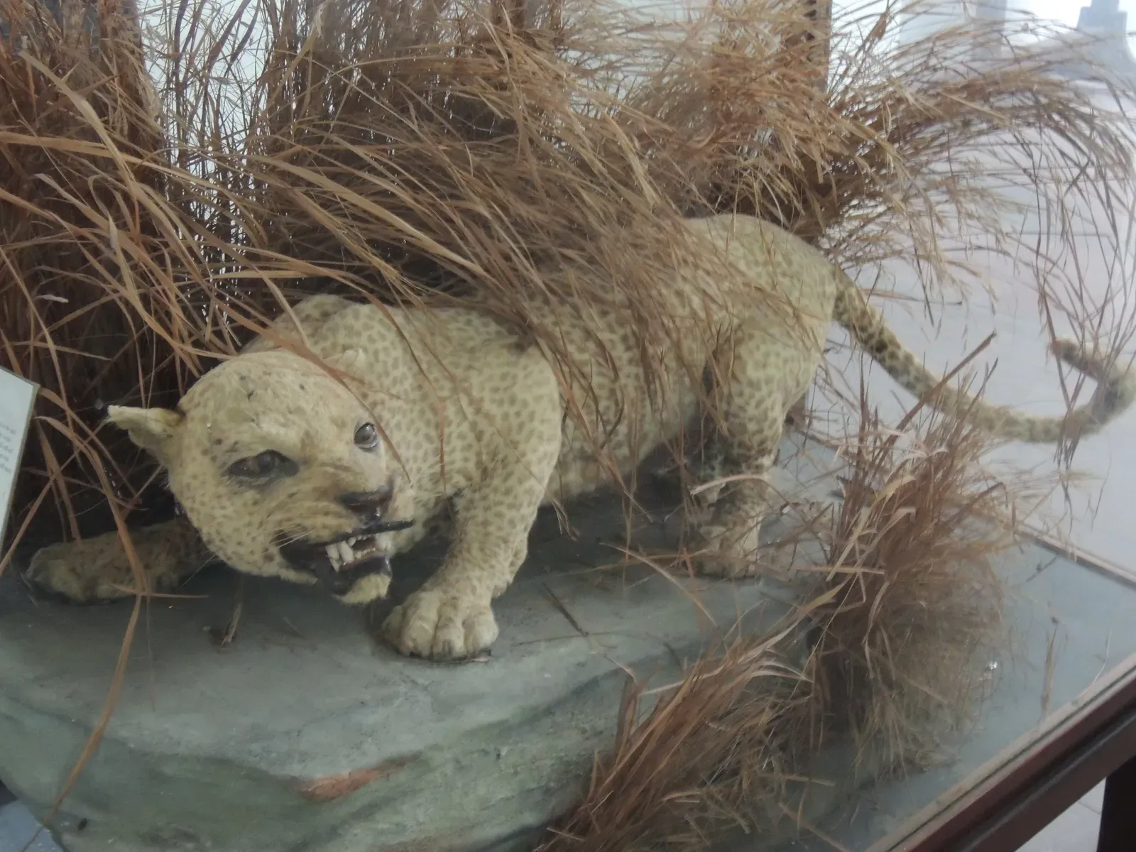 #13 - The Zanzibar Leopard (By Peter Maas, CC BY-SA 3.0)