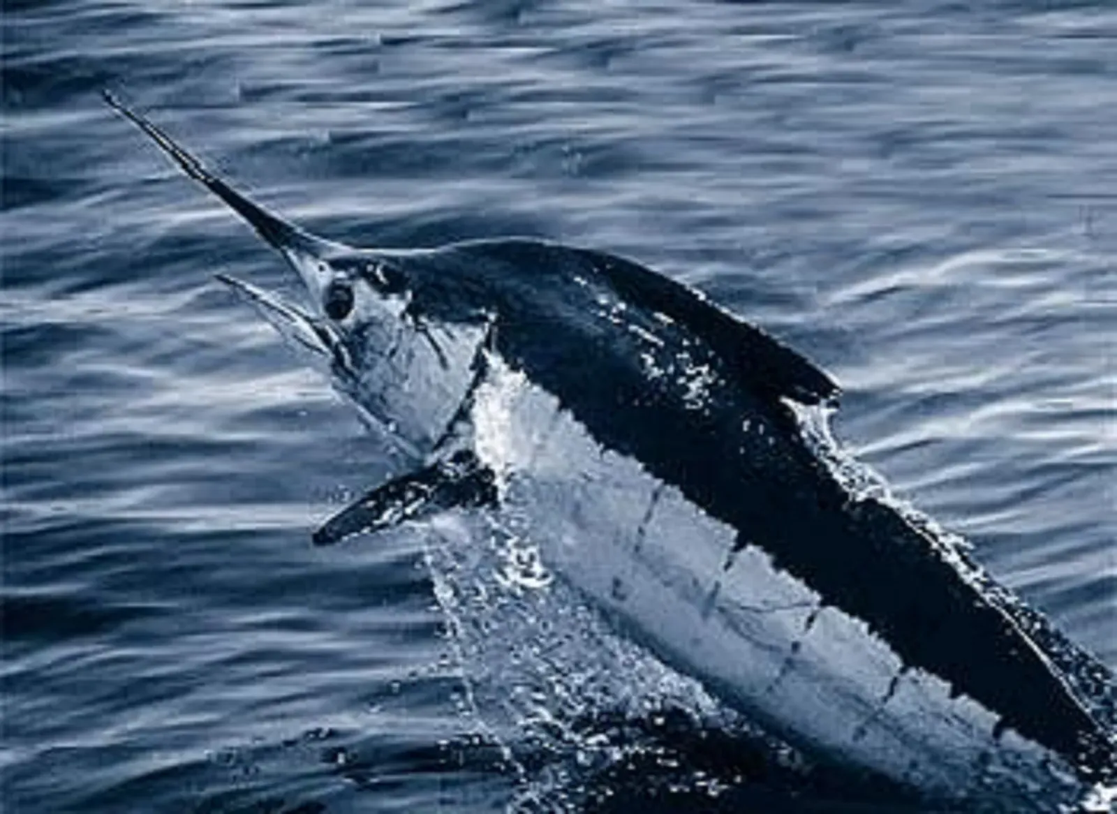 Sagittarius: Blue Marlin – The Restless Explorer (Gardieff S. (2003). Atlantic Blue Marlin. Florida Museum of Natural History (this page on web archive., Public domain)