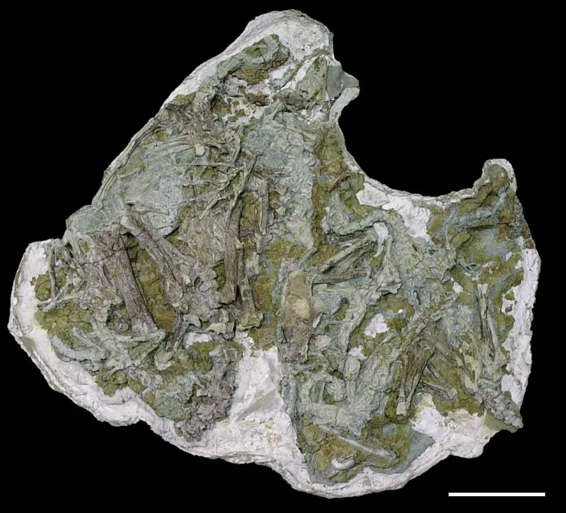 4. The Sinornithomimus Bonebed - A Juvenile Flock Trapped in Dying Mud ((2003). "A new ornithomimid dinosaur with gregarious habits from the Late Cretaceous of China". Acta Paleontologica Polonica 48 (2): 235–259., CC BY 4.0)