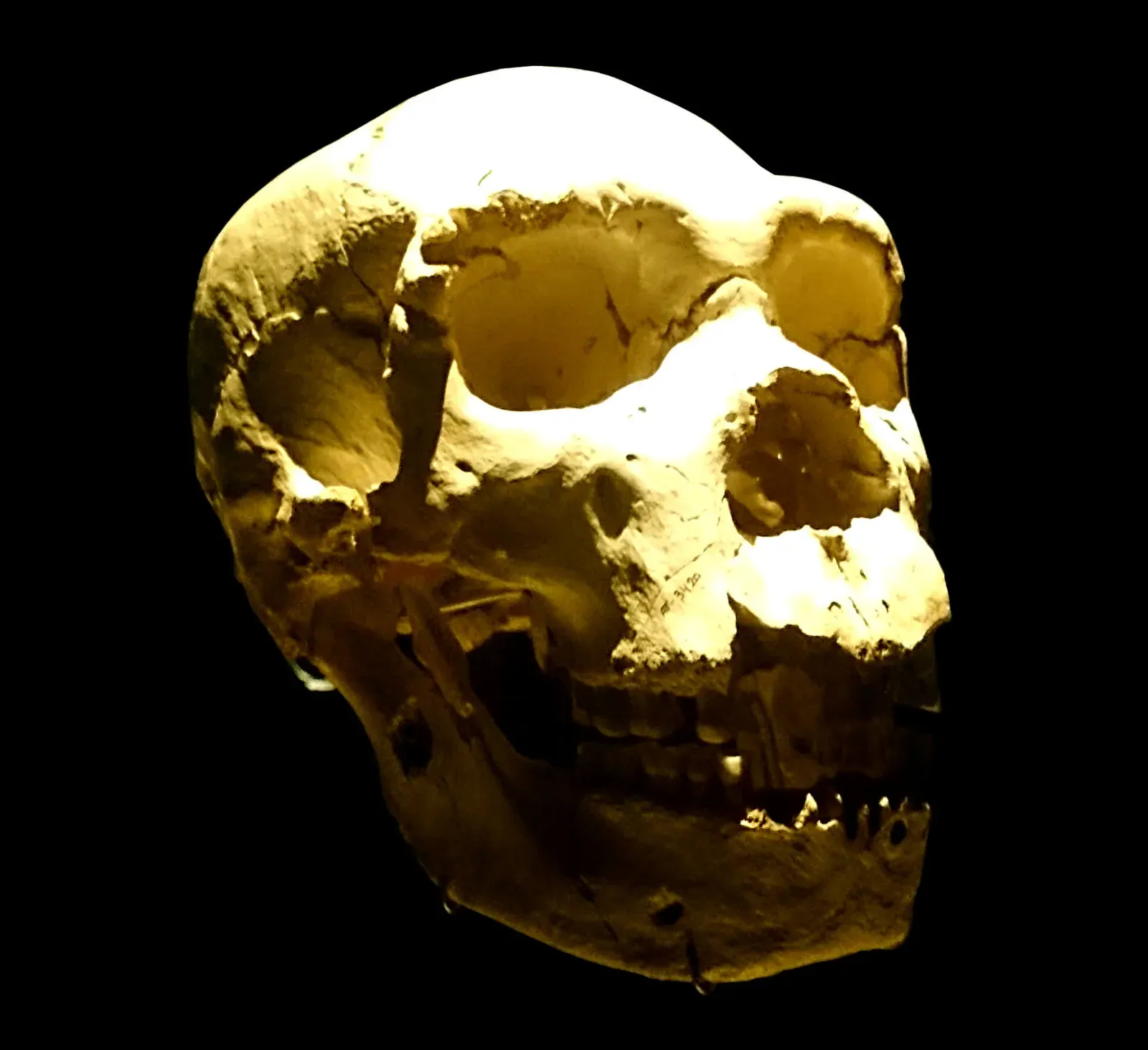 #7 - The Sima de los Huesos Hominins (Spain) (By UtaUtaNapishtim, CC BY-SA 4.0)