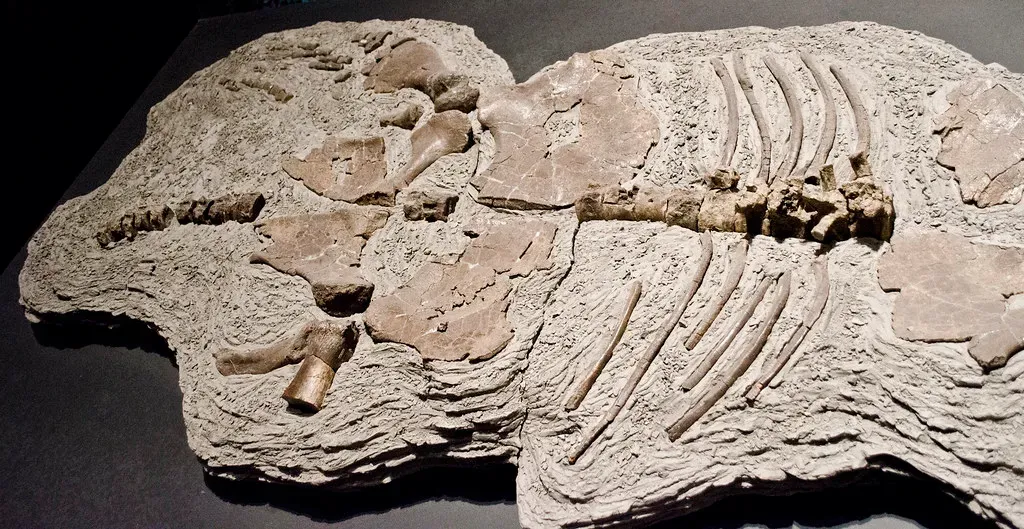 10. Bonebeds And Trackways: Mass Deaths That Reveal Herds, Migrations, And Disasters (Tim Evanson, Flickr, CC BY-SA 2.0)
