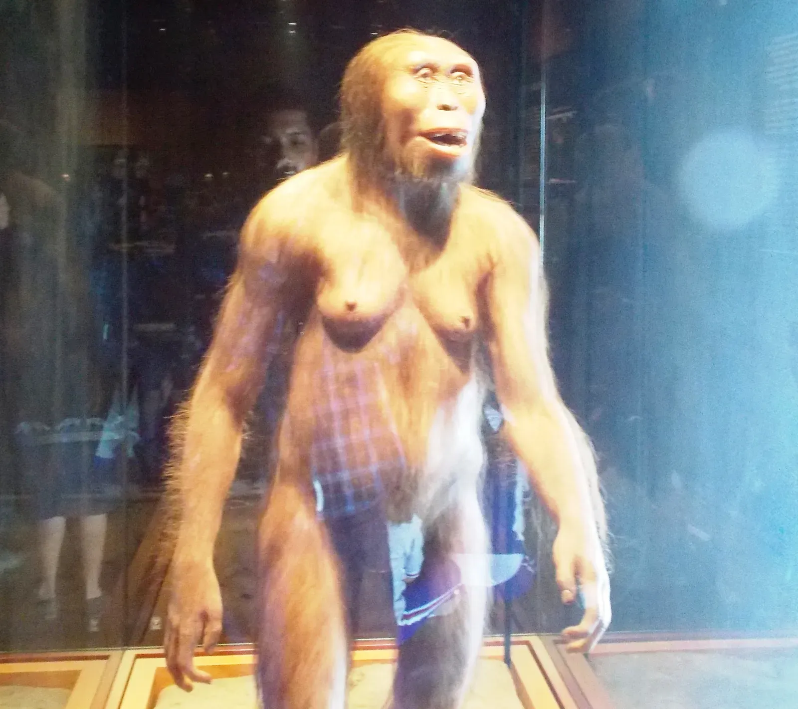 Lucy: Walking Upright Before Big Brains (Image Credits: Wikimedia)