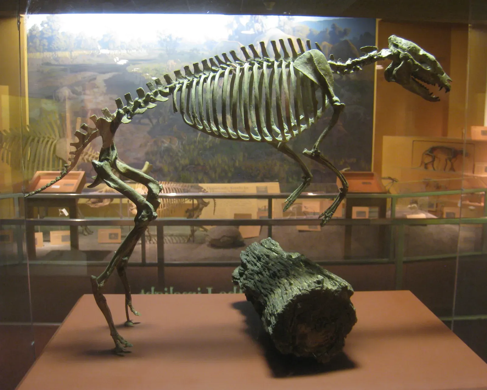 The North American Origin Story of Horses (By Daderot, Public domain)