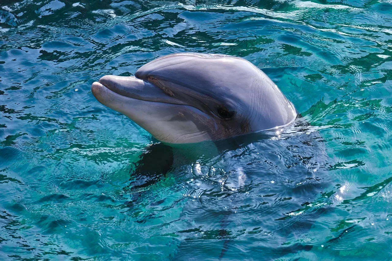 Dolphins Use Signature Whistles Like Names (Image Credits: Pixabay)