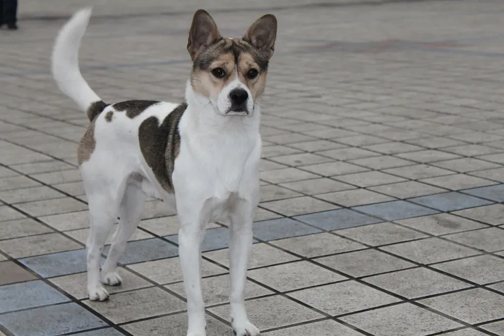 Conclusion: Your Dog Is a Living Archive of Our Own Story (Disgwylfa, Flickr, CC BY 2.0)