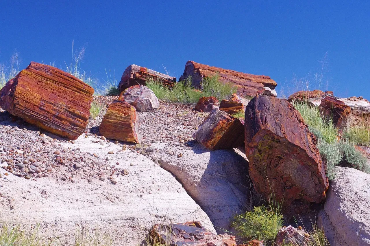 A 390-Million-Year-Old Forest Hidden in Plain Sight (Image Credits: Pixabay)