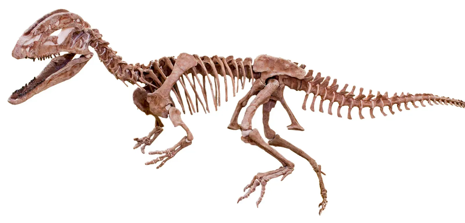 The Claws and Arms That Made It a Top-Tier Hunter (Matteo De Stefano/MUSEThis file was uploaded by MUSE - Science Museum of Trento in cooperation with Wikimedia Italia., CC BY-SA 3.0)