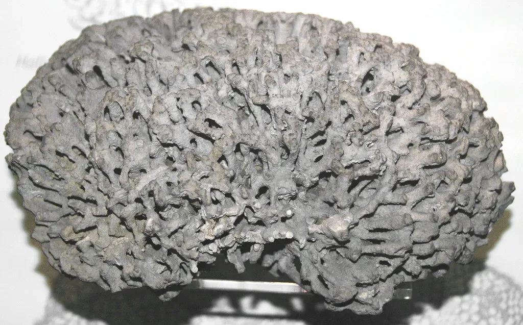 The Great Ordovician Biodiversification Quietly Changed Everything (James St. John, Flickr, CC BY 2.0)