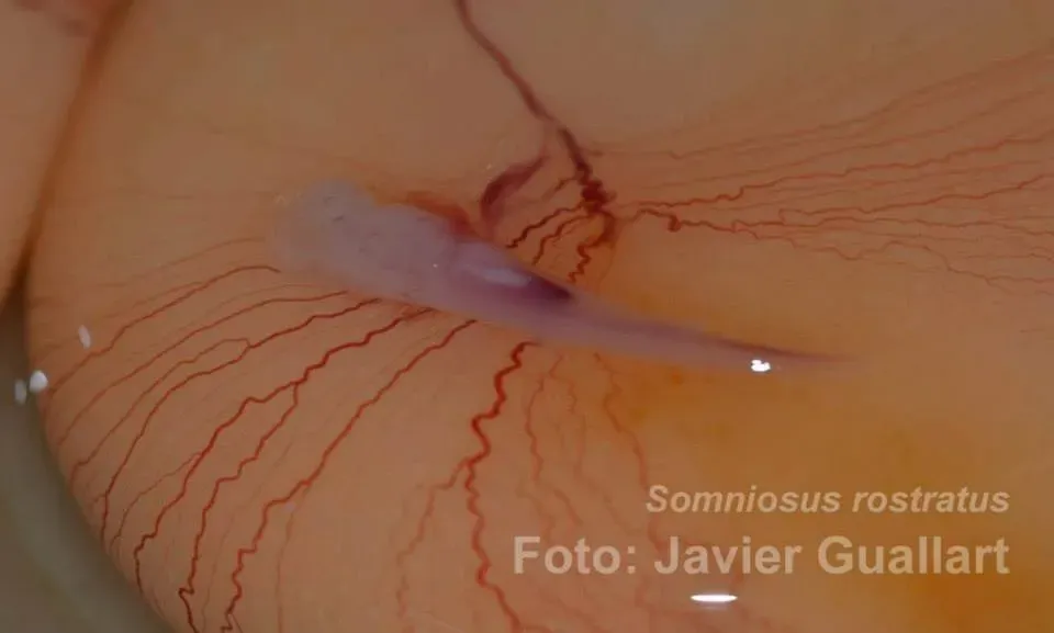 Embryos with eyes: evolution’s ghost in development (By Jguallart, CC BY-SA 3.0)