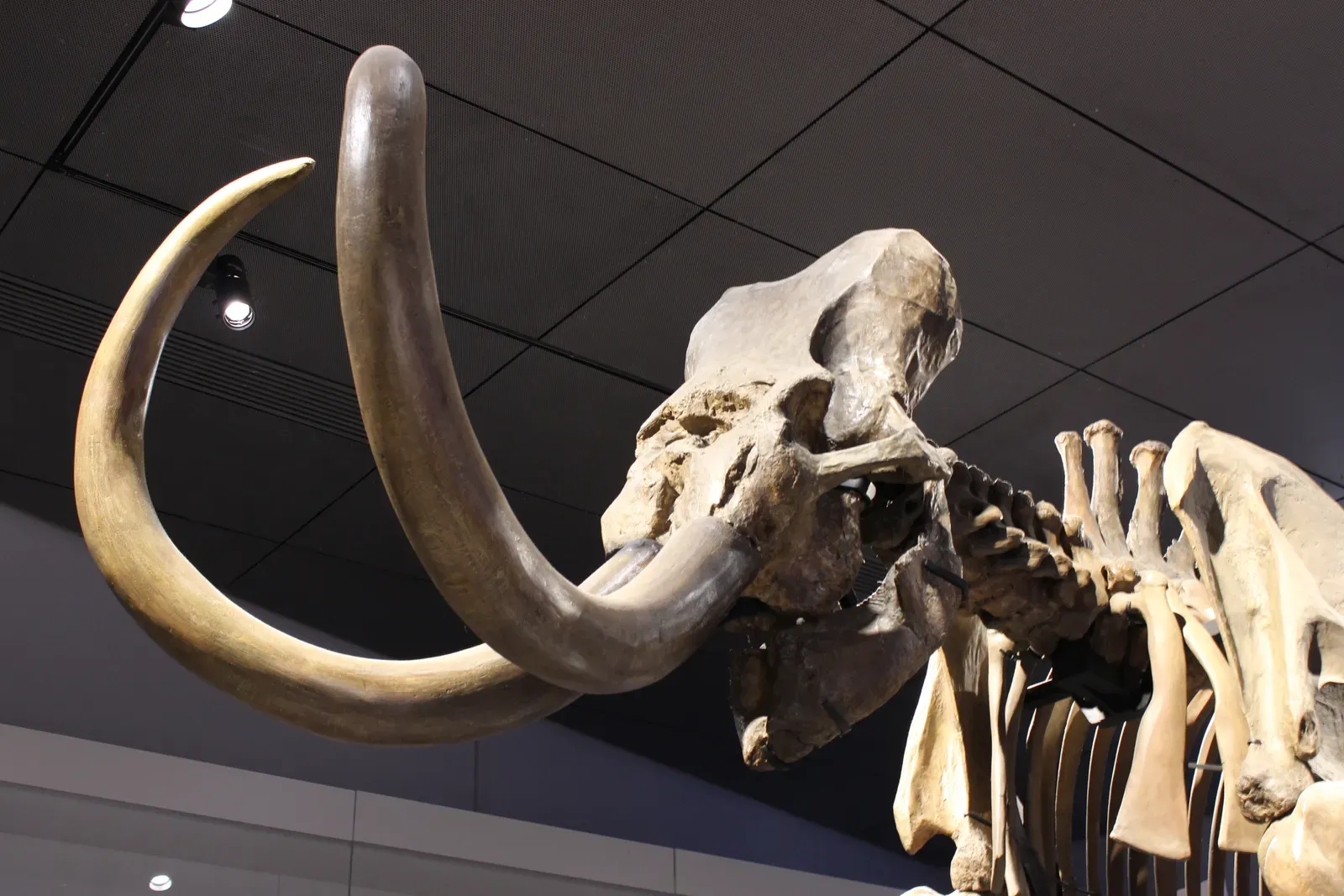 #1 - The Yakut "Garage Freezer" Mammoth (By This picture belongs to Xavier Caré.
Please credit : Xavier Caré / Wikimedia Commons / CC-BY-SA.
If you would like special permission to use, license, or purchase the image please contact me to negotiate terms.
I'd appreciate if you could let me know about it or mail me ( xavier.carepm.me) if you want to use this picture out of the Wikimedia project scope., CC BY-SA 4.0)