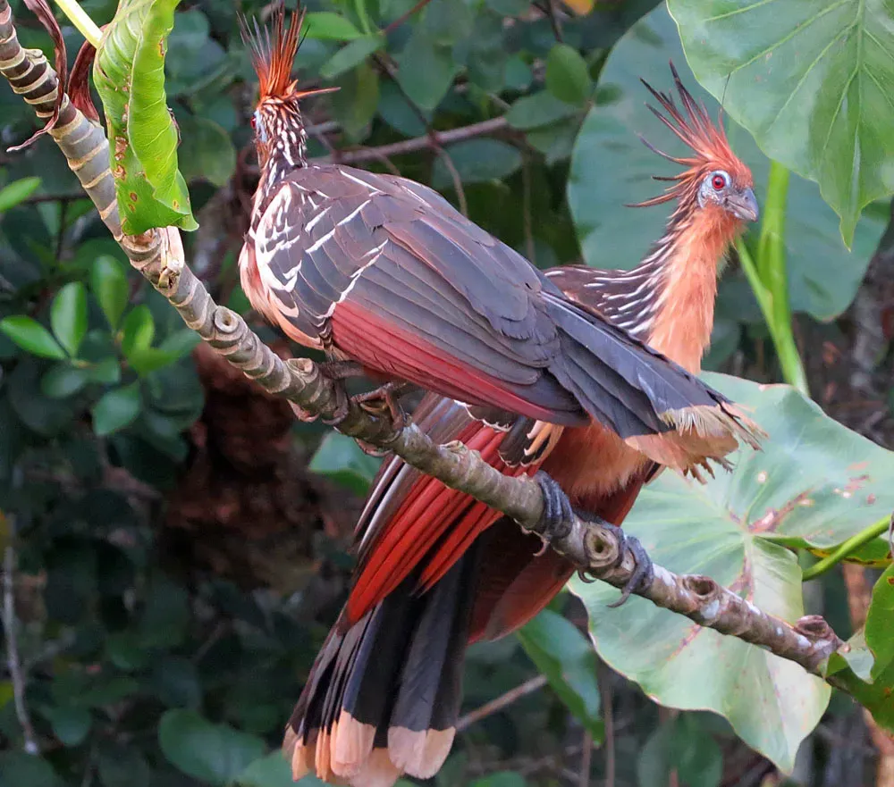 Conclusion (Image Credits: Wikimedia)