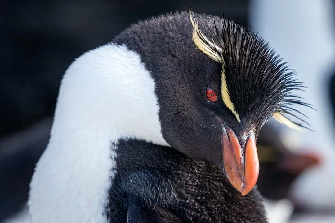 #1 Turning Their Own Feathers into a Built‑In Dry Suit (Image Credits: Unsplash)