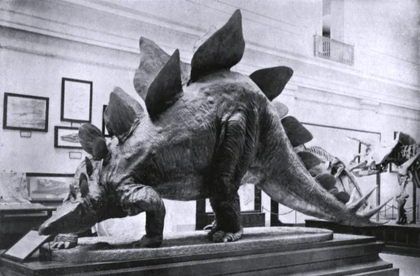 #3 - The Plates Were Never Armor, No Matter What Your Textbook Drew (Gilmore, C.W. (1919). A newly mounted skeleton of the armored dinosaur, Stegosaurus stenops, in the United States National Museum. Proceedings of the United States National Museum, 54: Plate 62., Public domain)
