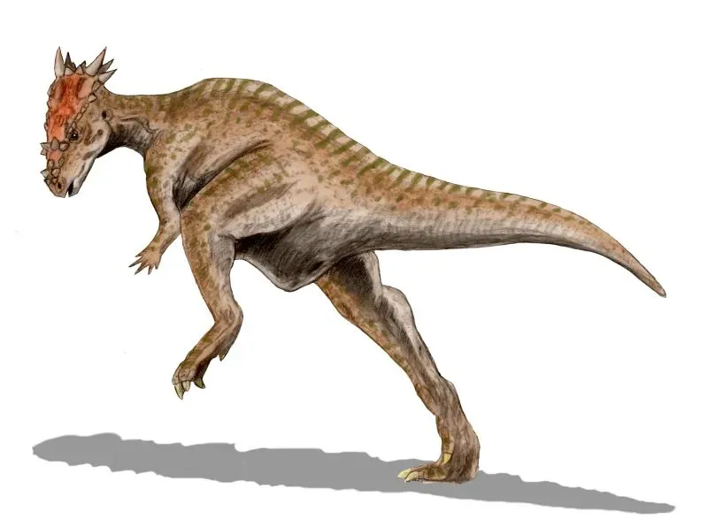 Pachycephalosaurus: The Headbutting Tank With a Dome Skull (Image Credits: Wikimedia)