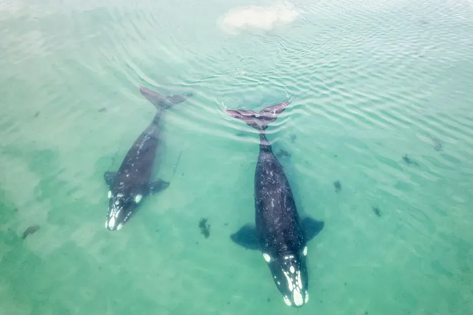 What Whale Hind-Limb Buds Reveal About Evolution (Image Credits: Pexels)